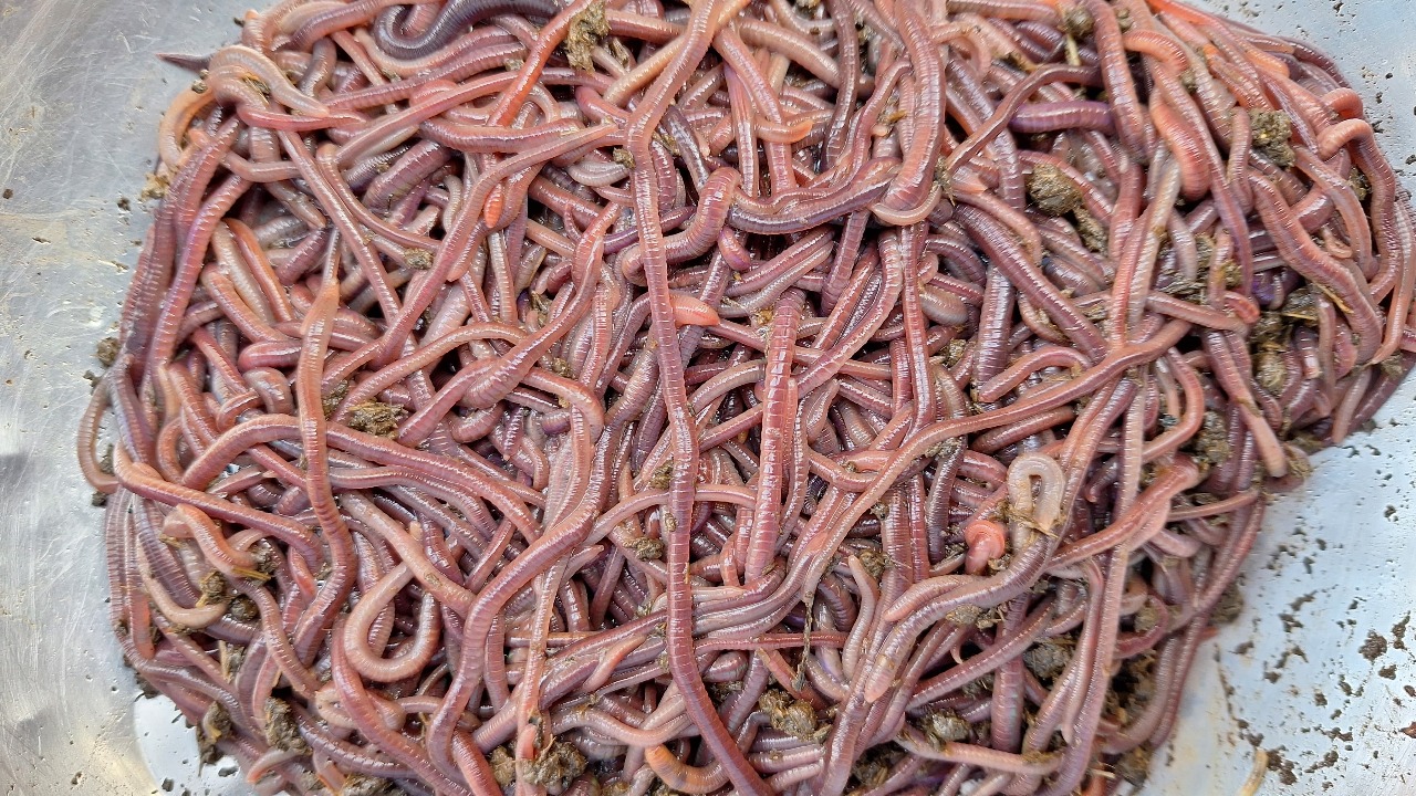 Berbagai Jenis Cacing